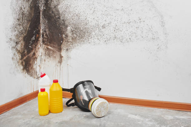 Best Mold Cleaning Services  in Deer Park, IL