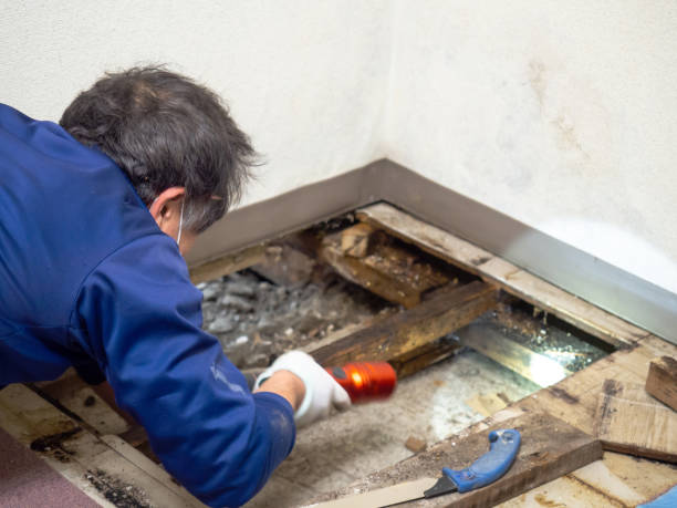 Best Crawl Space Mold Removal  in Deer Park, IL