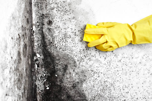 Best Black Mold Removal  in Deer Park, IL