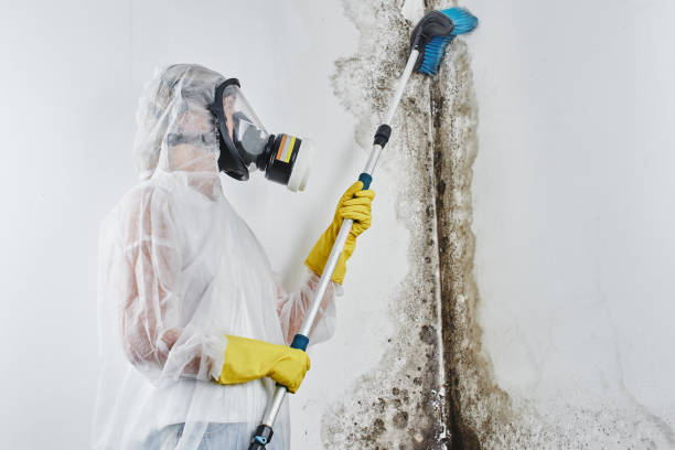 Best Certified Mold Removal  in Deer Park, IL