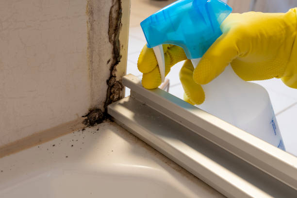 Best Toxic Mold Removal  in Deer Park, IL