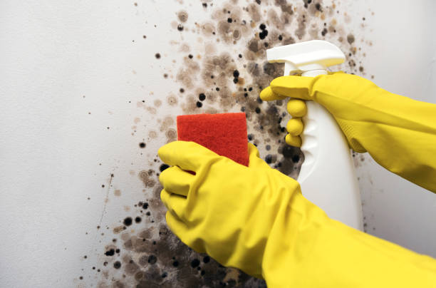 Best Commercial Mold Removal  in Deer Park, IL